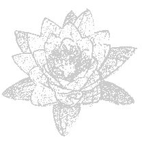 Seerose